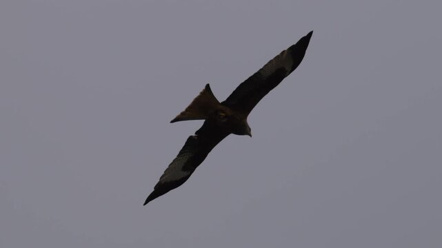 red kite (Milvus milvus) bird of prey flying in the sky