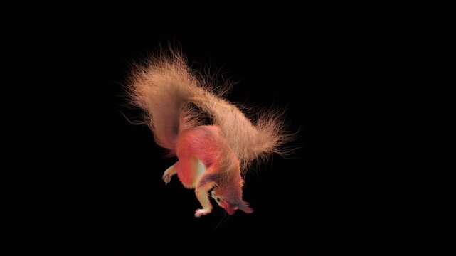 Realistic dancing squirrel performing rumba dance animation with alpha channel transparent background