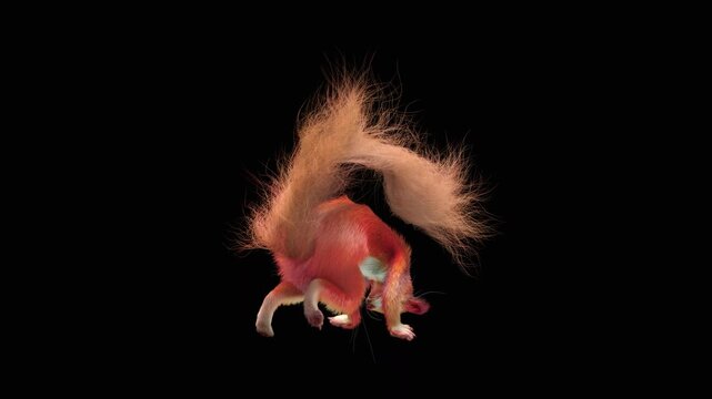 Realistic dancing squirrel performing rumba dance animation with alpha channel transparent background