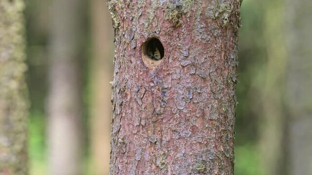 Great spotted woodpecker male feeding chicks at the nest hole in stem