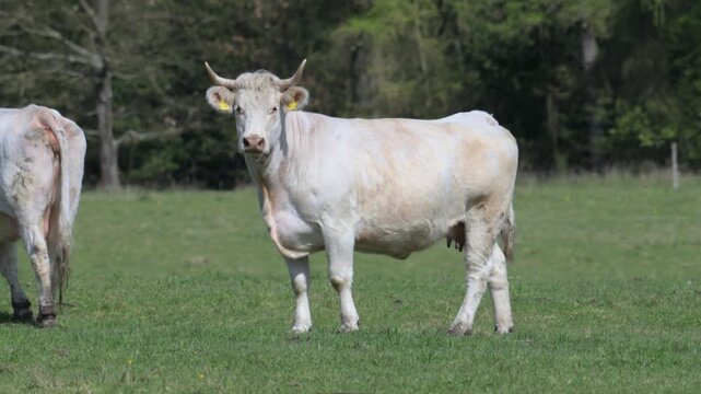 light cow walking on a pasture