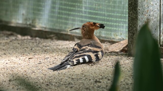 common Eurasian hoopoe (Upupa epops) sitting in sand