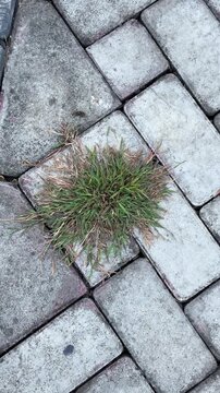Green Grass Growing Between Gray Concrete Paving Blocks