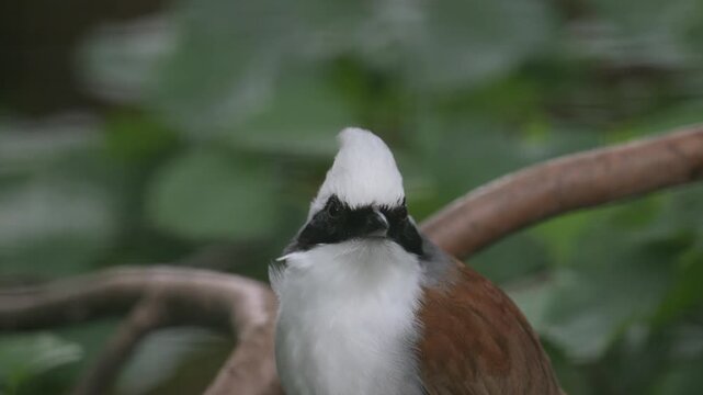 white-crested laughingthrush (Garrulax leucolophus) bird grooming itself