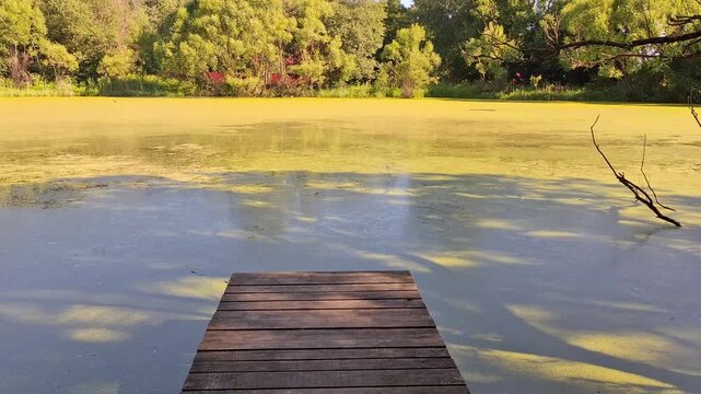 Peaceful wooden pier leading to a green algae covered pond surrounded by trees, sunlight, shadow, and natural summer landscape.
