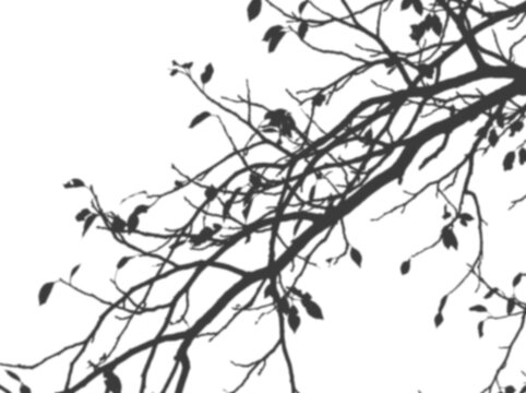 overlay tree branch shadow realistic isolated transparent twig bare wood silhouette nature mockup effect dark background lighting mask
