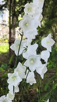 White bellflower campanula blooming in a sunlit summer forest garden