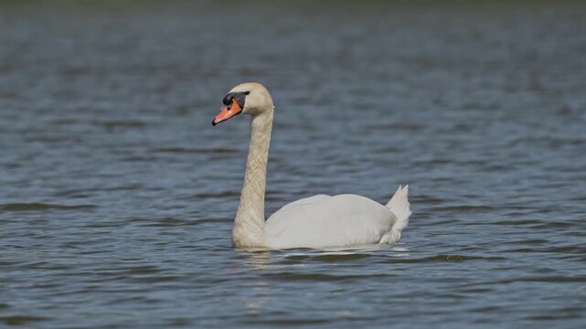 mute swan (Cygnus olor) bird swimming and head diving