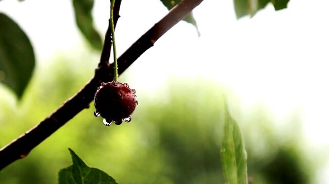 Ripe dark cherry with transparent water drops hangs on a tree branch after summer rain. Macro shot shows the juicy berry swaying in the wind in detail. Fresh harvest in the garden against a blurred na