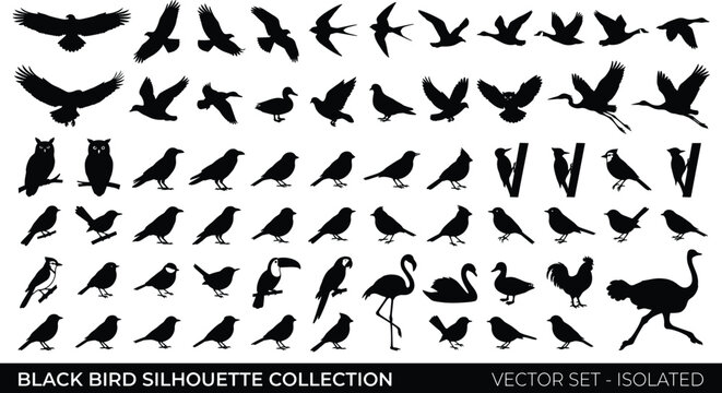 black bird silhouette collection featuring flying eagle, owl, sparrow, toucan, parrot, flamingo, swan, ostrich, and isolated wild avian graphic element pack.