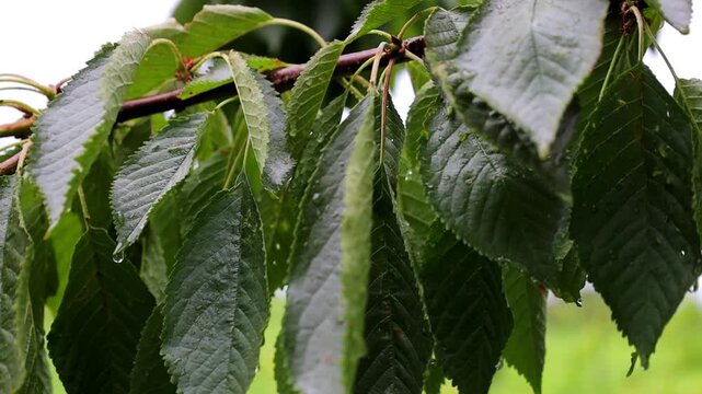 Green cherry leaves with raindrops gently sway in the wind after a summer rainstorm. A close-up tree branch demonstrates natural freshness, rich texture, and moisture. The video conveys a peaceful gar