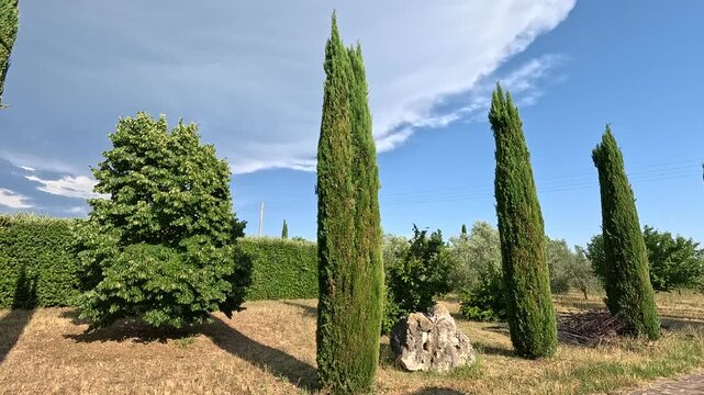 Cypress
