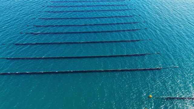 Mussel farm shows long lines submerged in the water used for growing mussels. Yellow buoys are present to mark the farm area and the water is clear.