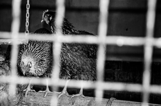 Black and white portrait of a chicken framed by a blurred wire fence