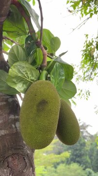 Young green jackfruit growing on tropical tree trunk.