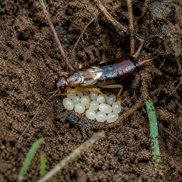 Earwig Guarding Eggs in Underground Nest Close Up