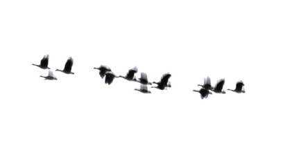 Obraz premium Blurry silhouettes of a flock of wild geese flying in a v-formation creating a sense of movement and freedom on a transparent background.