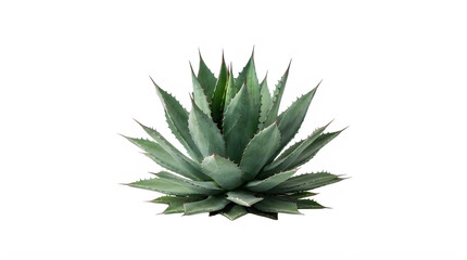 Fototapeta premium Agave plant isolated on white background. Green succulent foliage for botanical design.