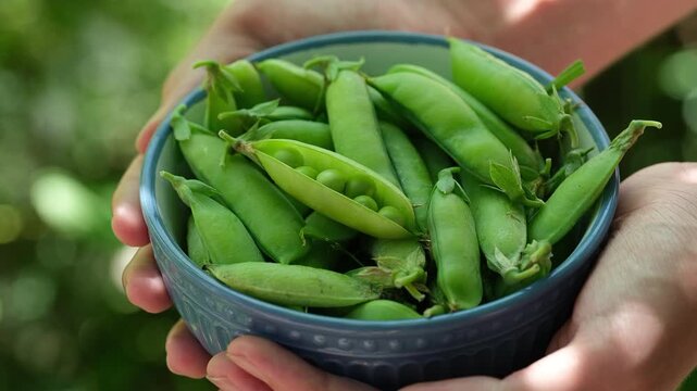 A person holding a blue ceramic bowl filled with fresh, green garden pea pods, with one pod split open to reveal the ripe peas inside. Close up.