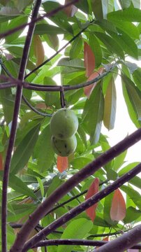 Green Cerbera Odollam Sea Mango Fruit Hanging on Tree Branch
