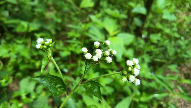 Close up shot of wild white ageratum conyzoides billygoat weed flowers blooming in a green garden.