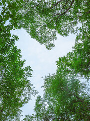 Fototapeta premium Low Angle View of Forest Treetops Forming Heart Shaped Sky Opening