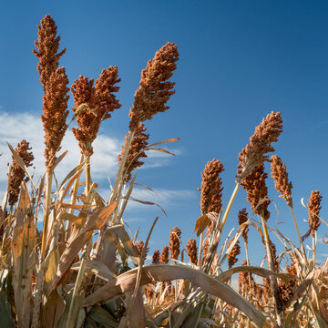 red sorghum field in western Kansas ready for harvest