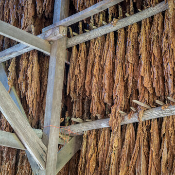 Tobacco drying in the barn at the Tobacco Farm - Natchez Trace Parkway