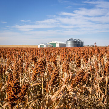 red sorghum field and farm buildings  in western Kansas