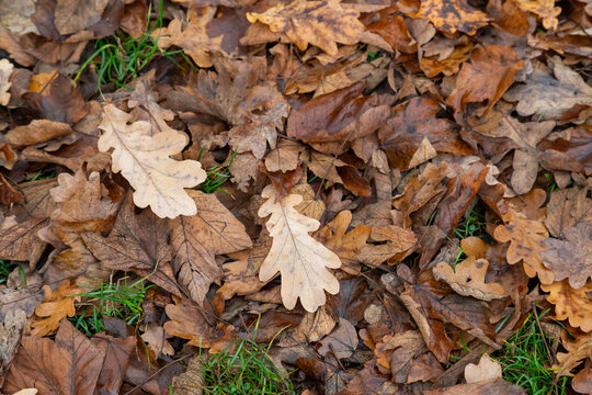 Autumn oak leaves scattered across damp green grass, displaying brown, yellow and pale tones with natural texture. A seasonal ground cover showing leaf litter, decay and quiet outdoor fall mood.