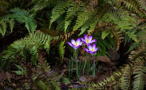 Crocus flowers emerging among last-year's autmn fern fronds, in spring in garden in central Virginia