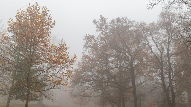 Foggy autumn park with bare trees and fallen leaves creating moody misty landscape