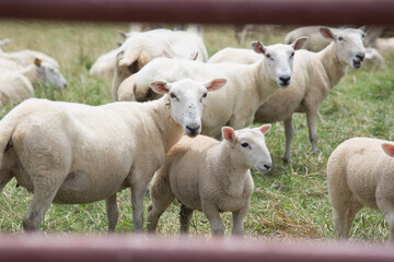 Obraz premium Close Up of Sheep and Young Lamb Grazing in Meadow