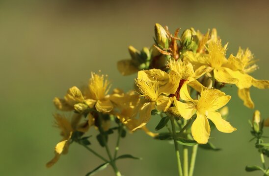 St. John's wort (Hypericum perforatum) herbaceous medicinal herb