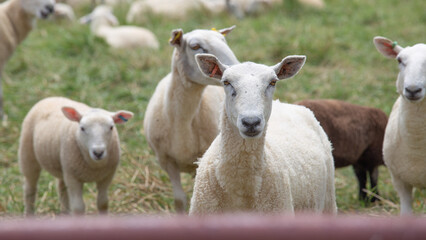 Fototapeta premium Close Up of Sheep and Young Lamb Grazing in Meadow