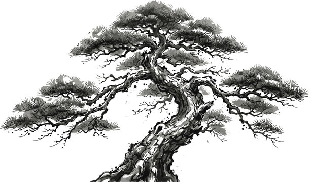 Traditional Japanese bonsai pine tree illustration in classic monochrome ink wash sumi-e paint style vector artwork isolated