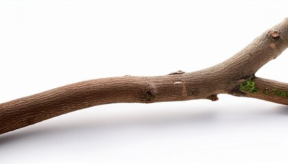 Fototapeta premium Tree Branch Or Stick Isolated On White Background Item For Mock Up Scene Creator And Other Design