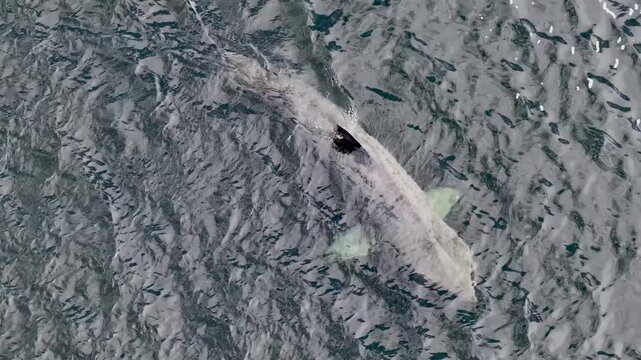 Aerial view of basking sharks in Donegal Bay - Ireland