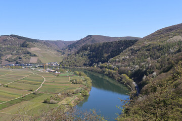 Vineyards overlooking the Moselle River near Briedel with panoramic views across the scenic Moselle Valley in Rhineland-Palatinate, Germany. © Philipp