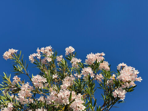 Nerium Oleander shrub against sky