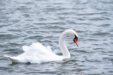 Naklejka premium White Swan Swimming on Lake