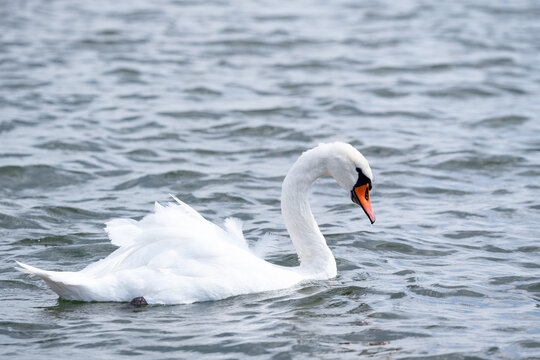 White Swan Swimming on Lake