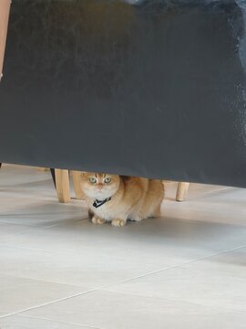 Cute orange tabby cat hiding and peeking under a dark board indoors