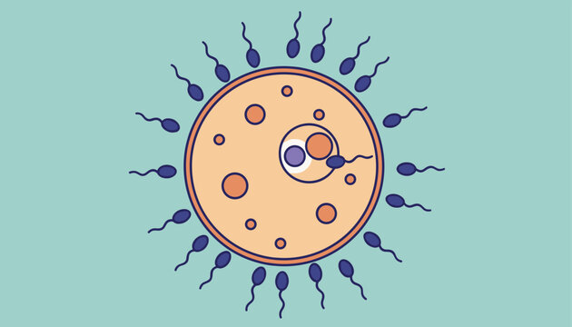 Sperm cells swimming towards a female egg cell during fertilization process represented in a simple flat cartoon style.