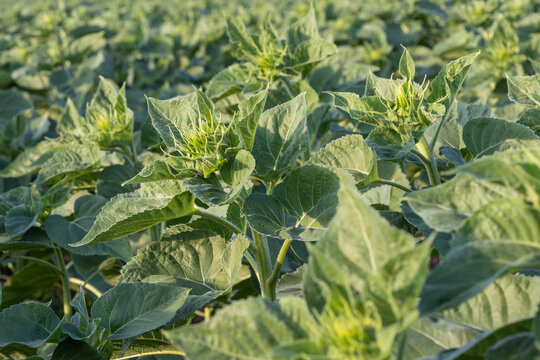 an young unbloomed sunflower plants with green foliage growing in an outdoor agricultural crop field during the daytime.