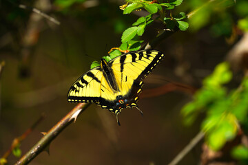 Detailed Close-up of a Tiger Swallowtail Butterfly © Kris D