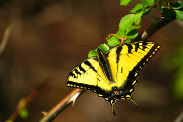 Vibrant Eastern Tiger Swallowtail Resting on Leaf © Kris D