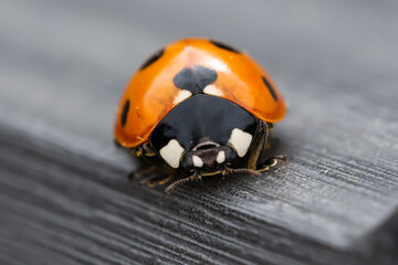 7-Spot Ladybird On Garden Table - IMG_6161 © Hizglebe