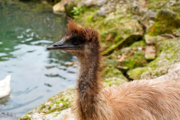 Close Up Profile Portrait of Emu by Water Stream © Kris D