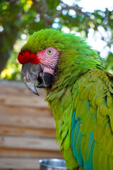 Close Up Profile Portrait of Military Macaw Parrot © Kris D